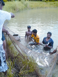 File:FisheriesInland2.jpg
