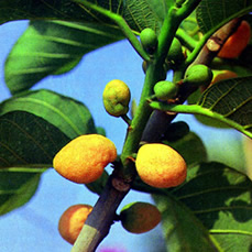 File:AngiospermMonkeyJack.jpg