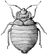 File:Bedbug.jpg