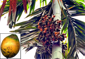 File:BetelNut.jpg