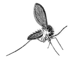 File:Kala-azar.jpg