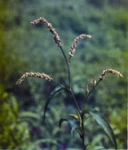 File:MdicinalHerb(Biskatali).jpg