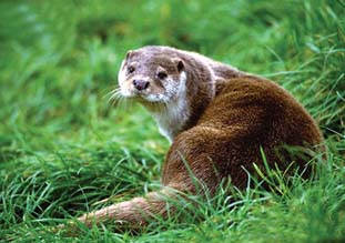 File:Otter.jpg