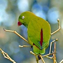 File:ParakeetVernal HangingParrot.jpg