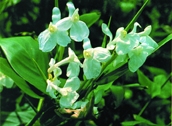 File:WildFlower02Patibate.jpg