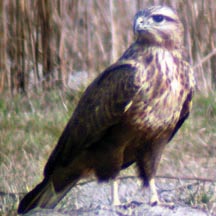 File:FalconShaheen.jpg