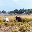 File:PaddyHervesting.jpg