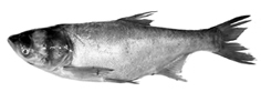 File:ExoticFishSilverCarp.jpg