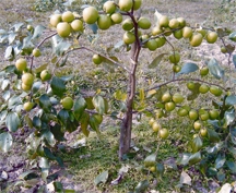 File:Jujube1.jpg