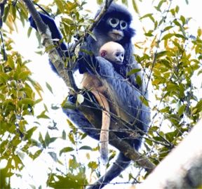 File:Trachypithecus phayrei.jpg