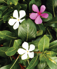 File:Flora2.jpg