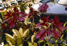 File:Shrub.jpg