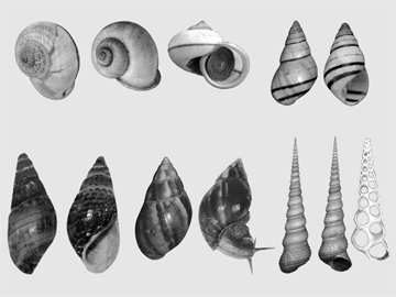 File:Snail.jpg
