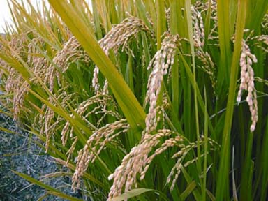 File:Rice.jpg