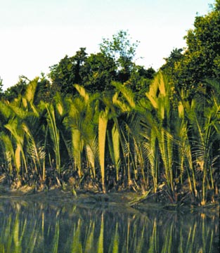 File:SundarbansNipaPalm.jpg