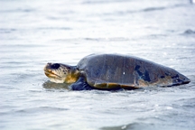 File:TurtleTortoise5.jpg