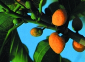 File:WildFlower04Deua.jpg