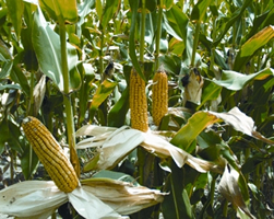File:Maize.jpg