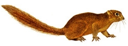 File:MammalSquirrel.jpg