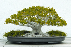 File:Bonsai1.jpg