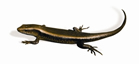 File:LizardCommonSkink.jpg