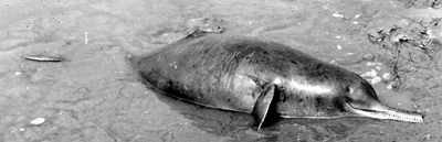 File:Porpoise.jpg