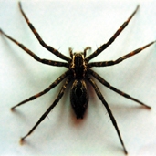 File:Spider04.jpg