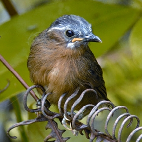 File:BabblerGreythroated.jpg
