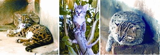 File:Cat.jpg