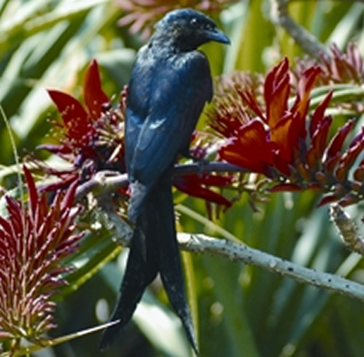 File:DrongoBlack.jpg