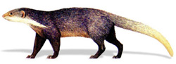 File:Mongoose.jpg