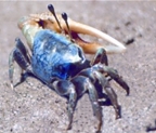 File:Crab10.jpg