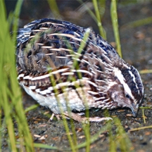 File:QuailCommon.jpg