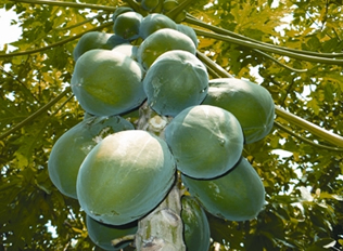 File:Papaya.jpg