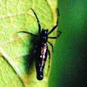 File:Spider14.jpg