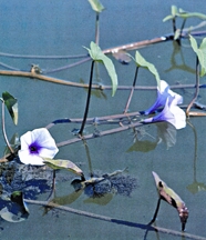 File:AquaticPlant1.jpg