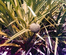 File:BiodiversityPandanusFoetidus.jpg