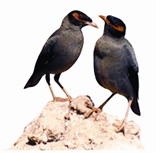 File:BirdShalik.jpg