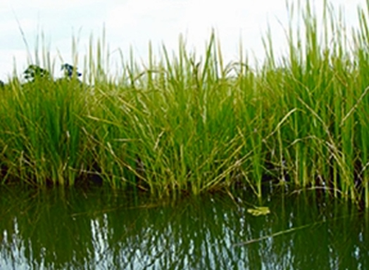 File:DeepwaterRice.jpg