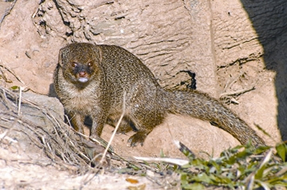 File:HerpestesEdwardsii.jpg