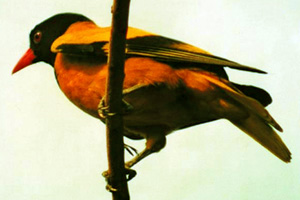 File:Oriole.jpg