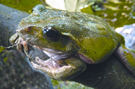 File:FrogToadRhacophorusMaximus.jpg