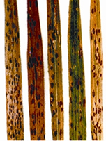 File:RiceDiseases1.jpg