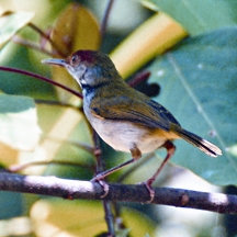File:TailorbirdDark-necked.jpg