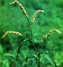 File:MedicinalHerbBiskatali.jpg