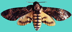 File:MothTilhawk.jpg