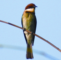 File:BeeeaterChestnutheaded.jpg