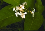 File:MedicinalHerb(Kurchi).jpg