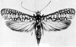 File:MothErmine.jpg