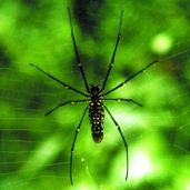 File:Spider08.jpg